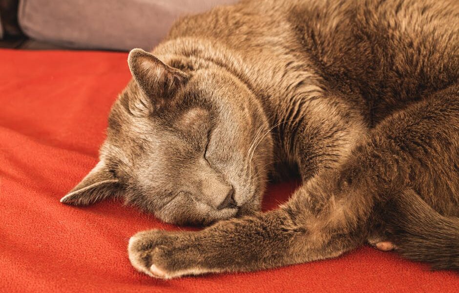 Cat Sleeping Positions: What They Mean About Your Cat