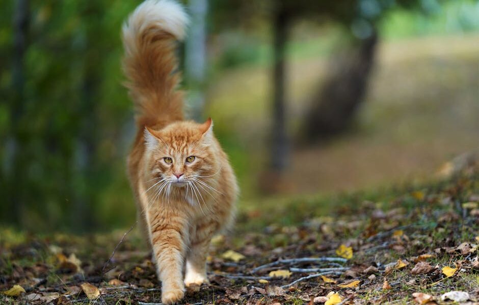 Cat Tail Language: What Your Cat’s Tail Is Telling You
