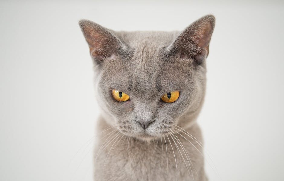 Cat Thyroid Storm: When Hyperthyroidism Becomes an Emergency