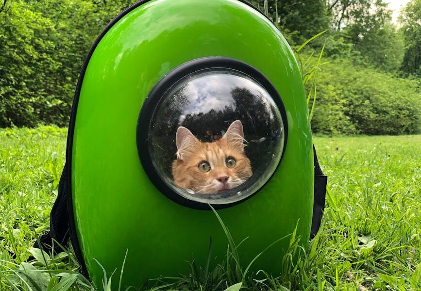 An orange tabby cat sits inside a green backpack, enjoying an outdoor adventure.