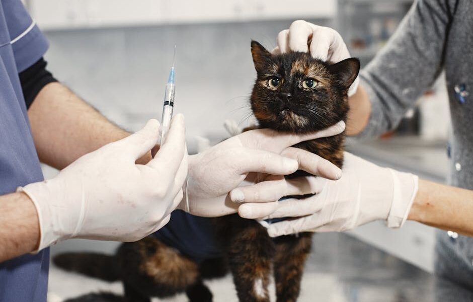 Cat Vaccination Schedule: Core Vaccines, Boosters & What to Expect
