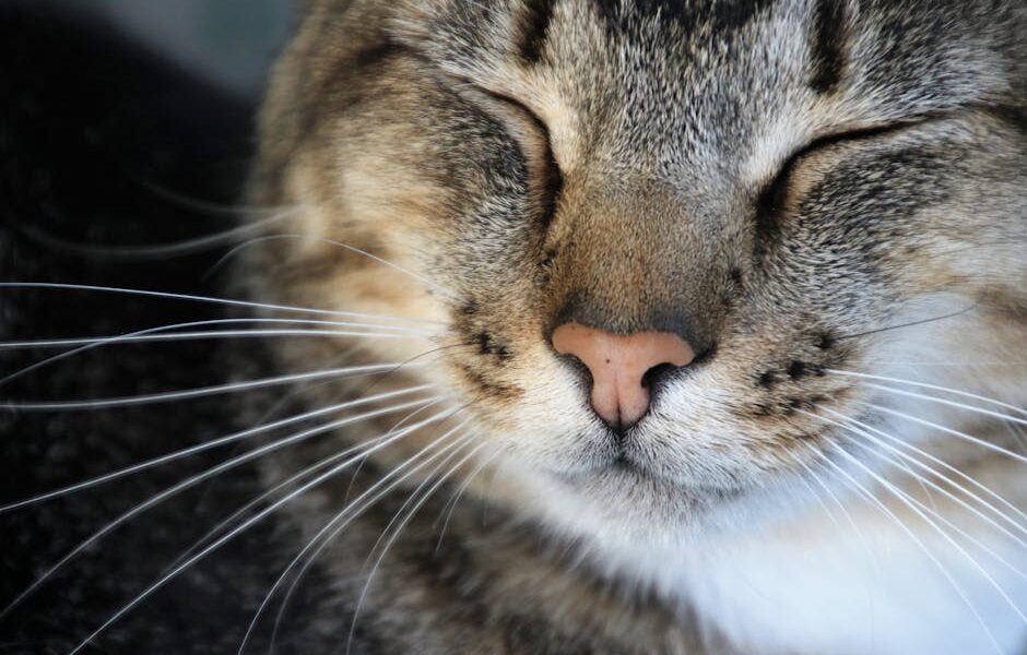 Cat Whisker Fatigue: Is It Real? Signs & Solutions