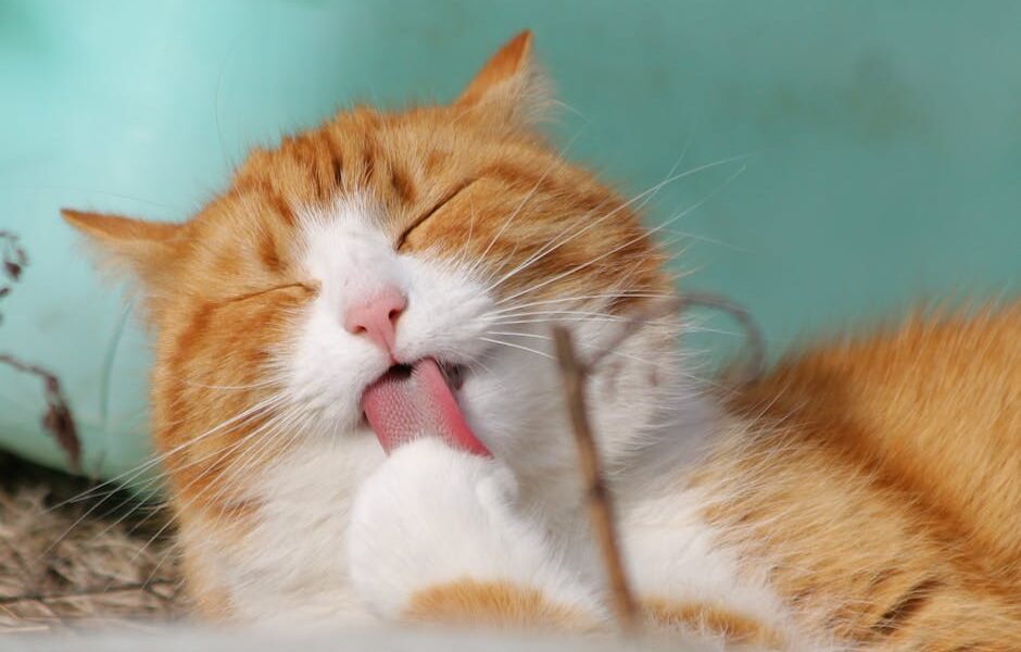 Close-up of a ginger tabby cat grooming itself outdoors in soft sunlight.