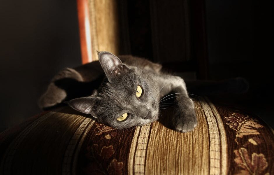 Charming Chartreux cat relaxing on a striped chair under warm indoor lighting.