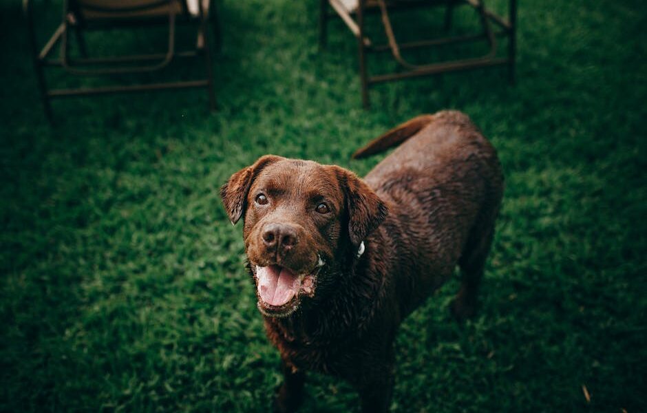 Chesapeake Bay Retriever: Breed Profile & Guide