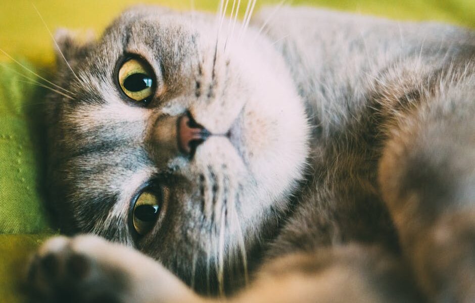 Getting a CKD Cat to Eat: Appetite Tips for Cats with Kidney Disease