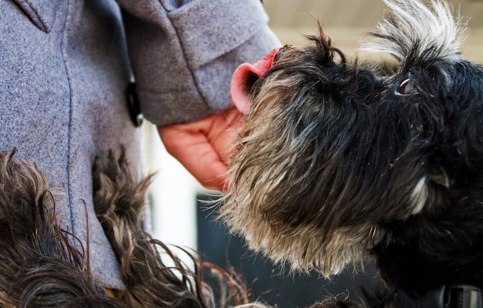 A close-up of a Schnauzer dog being petted with affection outdoors. Focus on dog's face and owner's hand.