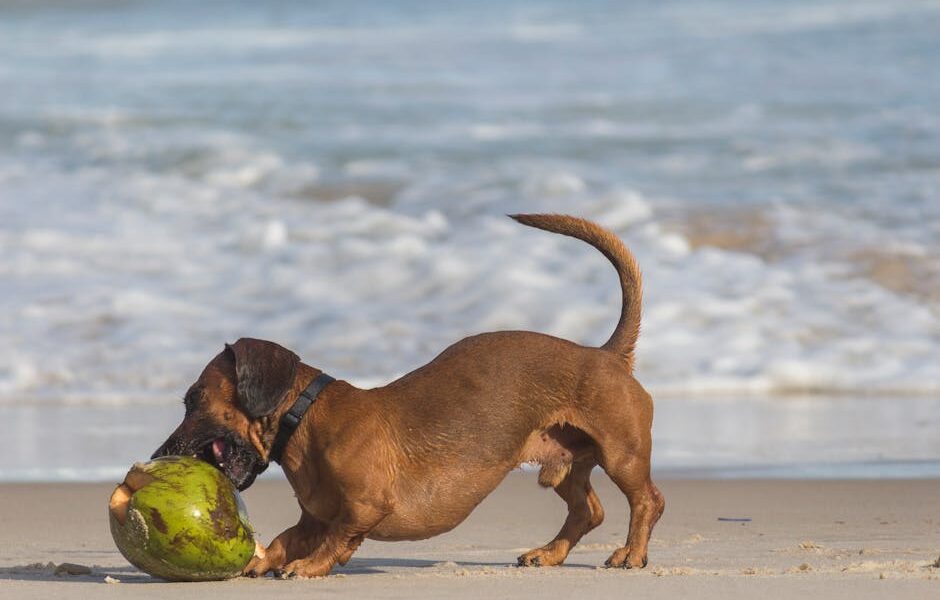 Coconut Oil for Dogs: Skin, Coat & Digestive Benefits Guide