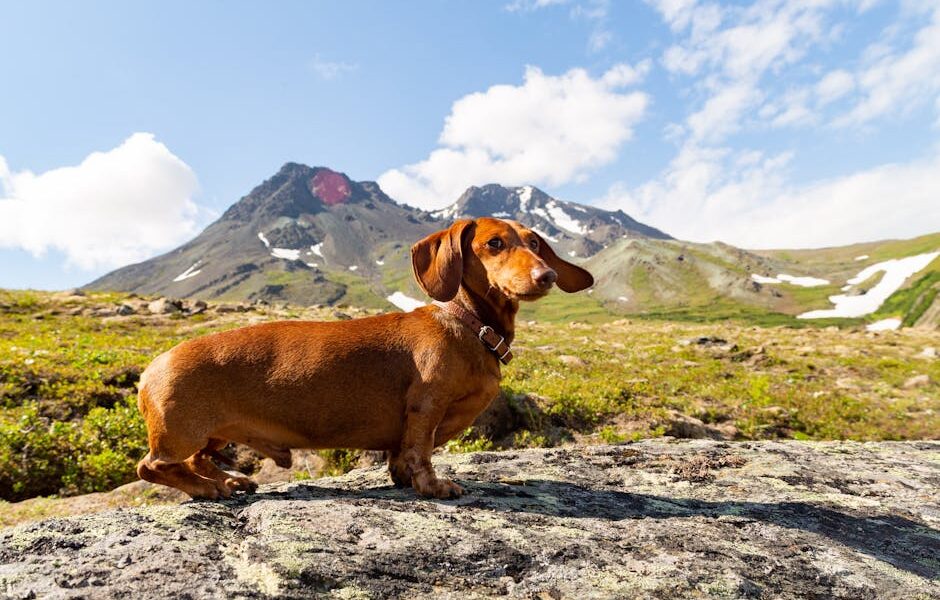 A brown dachshund stands proudly on a rock with majestic mountains in the backdrop.