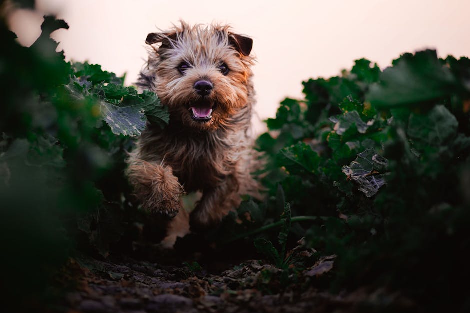 A Dandie Dinmont Terrier with its distinctive silky topknot, showing the breed's long low body and large expressive eyes