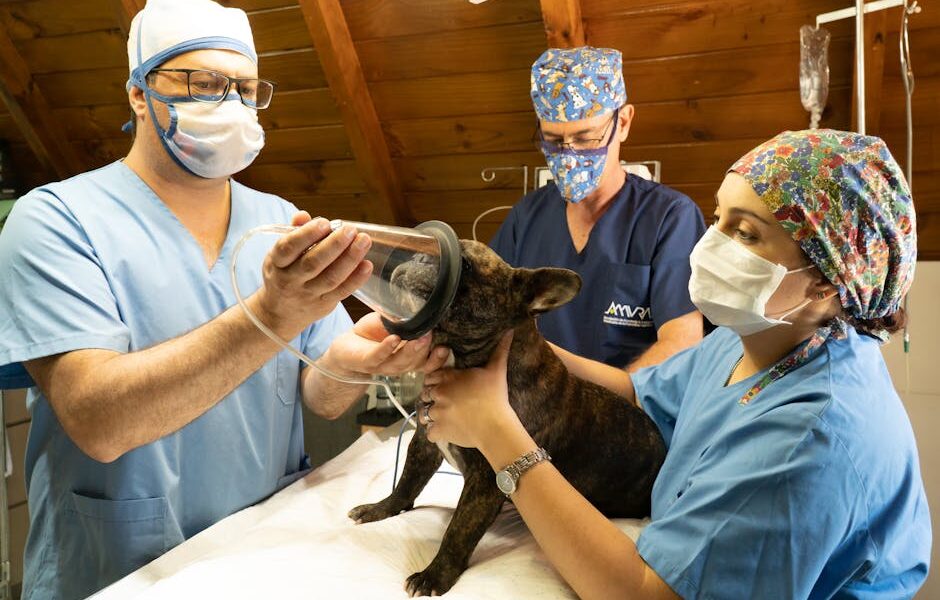 Dog ACL Surgery Cost: TPLO vs TTA vs Lateral Suture Compared