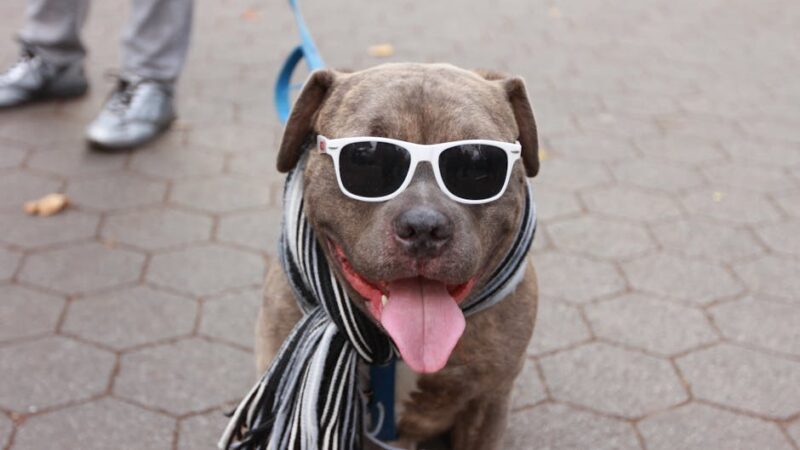 Stylish pit bull wearing sunglasses and scarf in New York City park.