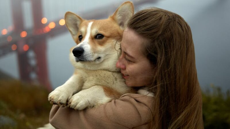 A tender moment between a woman and her corgi near the foggy Golden Gate Bridge.