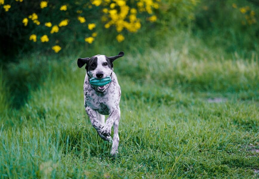 Dog Exercise Chart by Breed: How Much Activity Each Breed Needs
