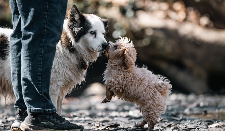 Dog Breed Lifespan Chart: How Long Do Different Breeds Live?