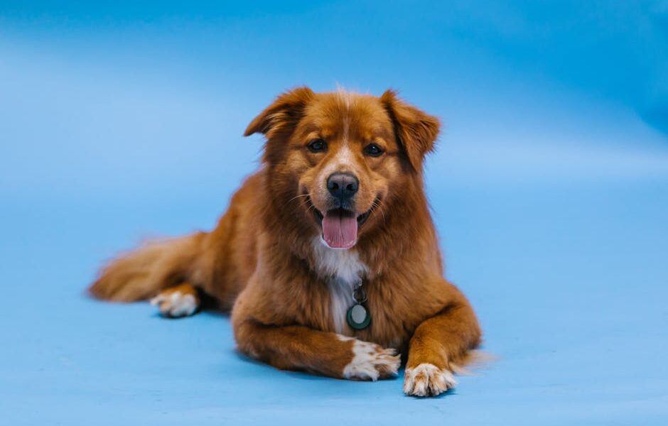 Dog DNA Tests: How They Work, Accuracy & What You’ll Learn