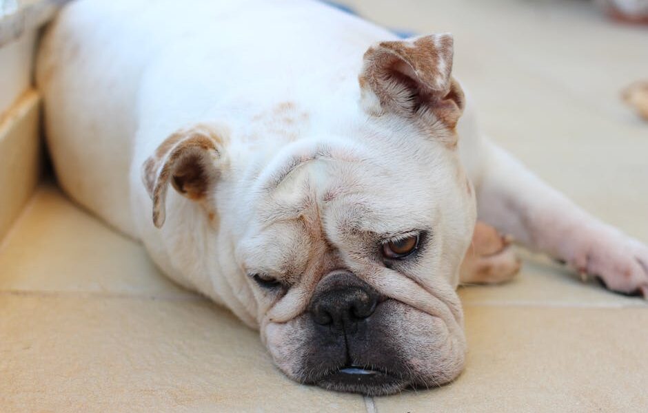 Dog Itchy Skin: Causes, Home Remedies & When to See a Vet