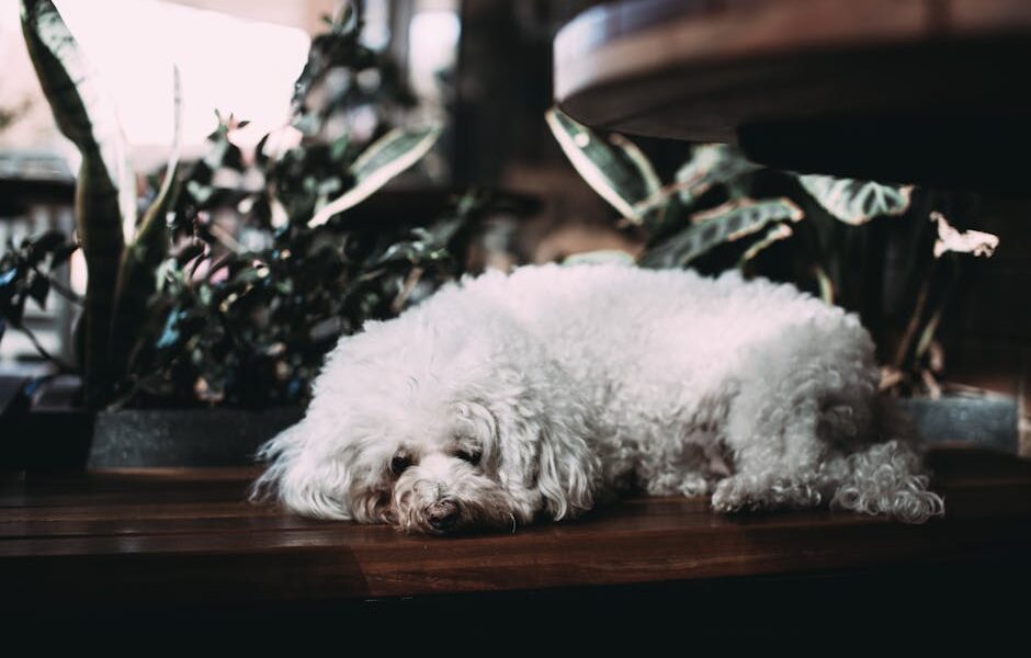 Dog IVDD: Intervertebral Disc Disease Signs, Treatment & Recovery