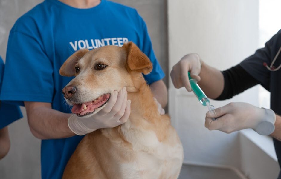 Veterinarian giving a vaccination to a dog being held by a volunteer in a clinic.