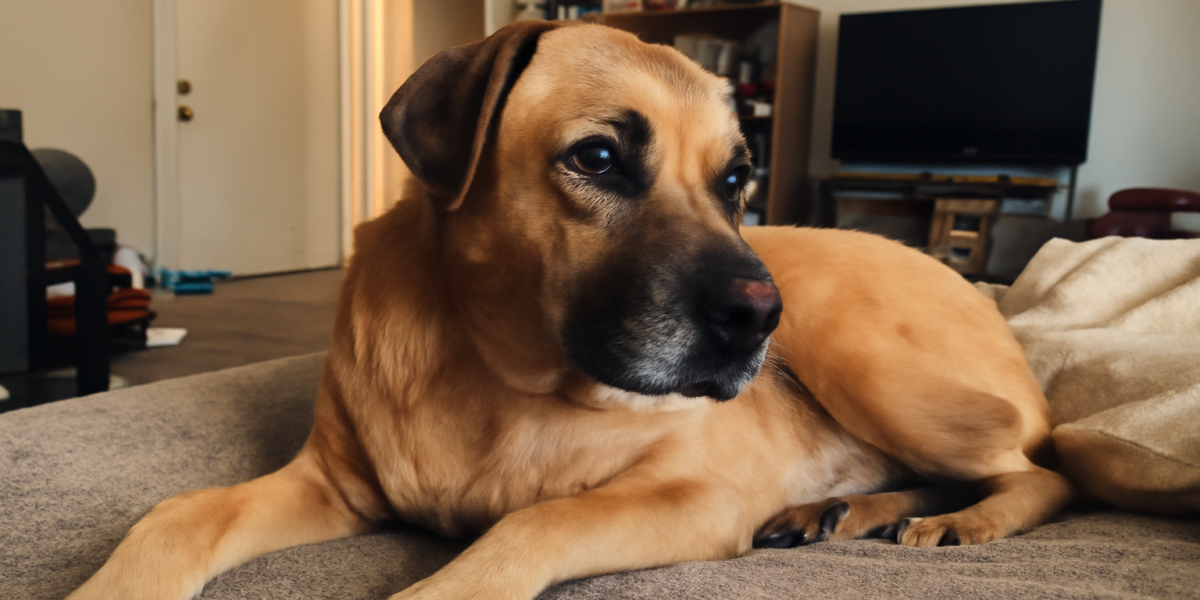 Dog Limping: Common Causes & When to See a Vet