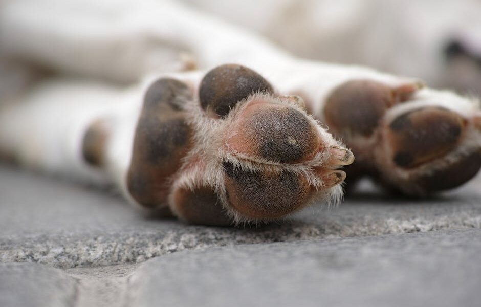 Detailed close-up of a sleeping dog's paws, showcasing texture and fur.