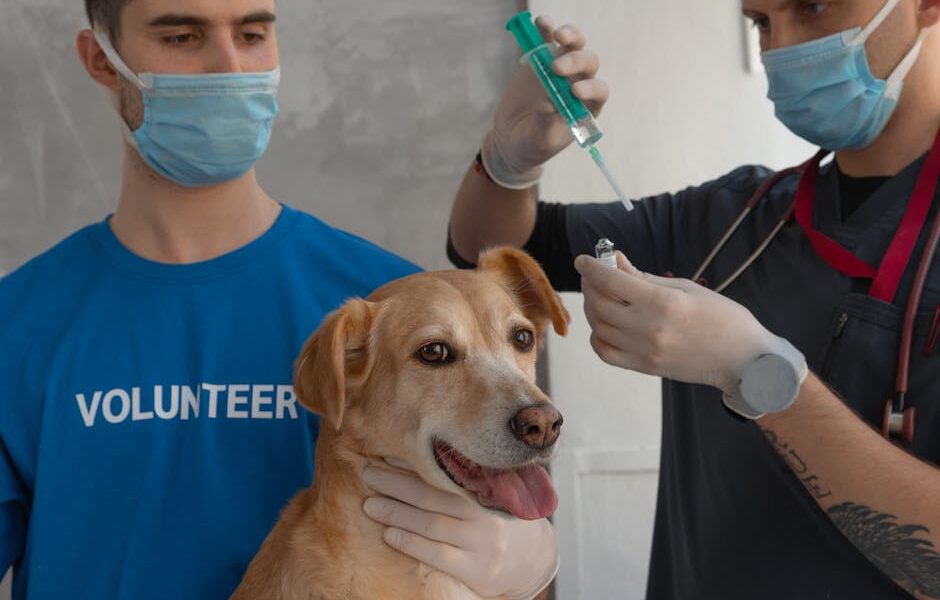 Puppy Vaccination Cost: Complete Price Guide & Schedule