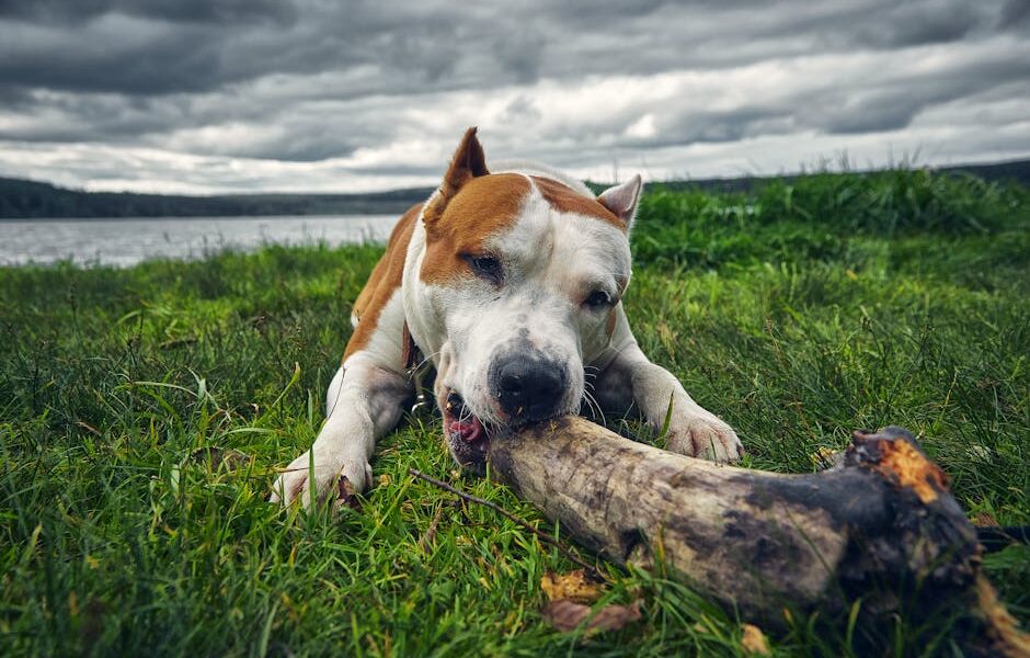 Can Dogs Have Bones? Raw vs Cooked Bone Safety Guide