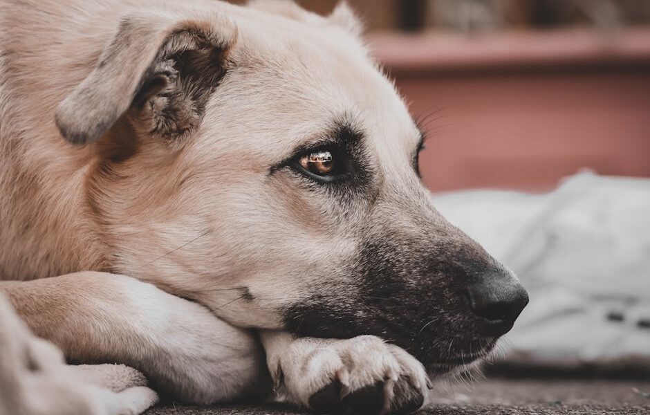 Dog Separation Anxiety: Signs & Solutions