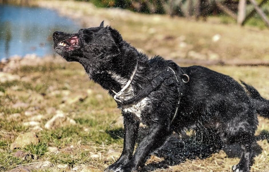 Dog Shaking and Trembling: Causes & When to Worry