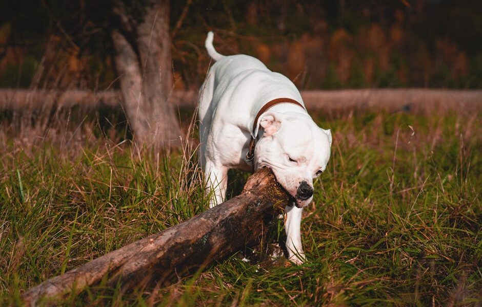 Dog Snake Bite: Signs, Emergency Treatment & Rattlesnake Safety