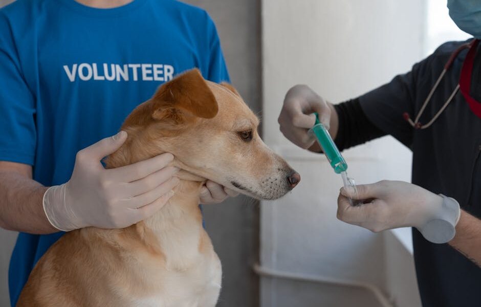 Dog Vaccination Schedule: Core Vaccines, Puppy Shots & Boosters