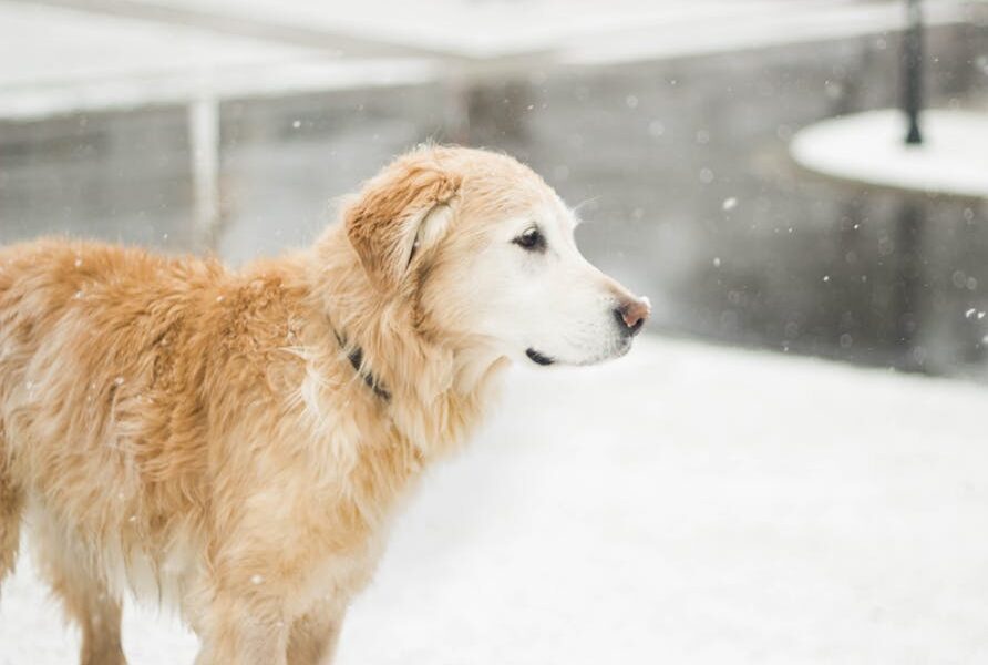 Golden retriever stands in a snowy landscape, capturing the essence of winter.