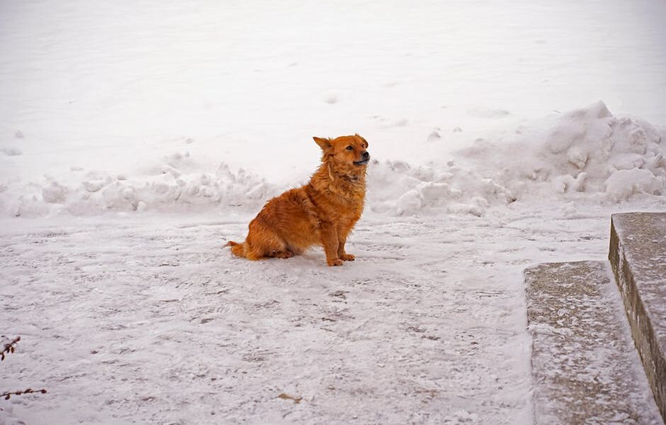 Keeping Dogs Safe in Winter: Cold Weather Tips & Gear
