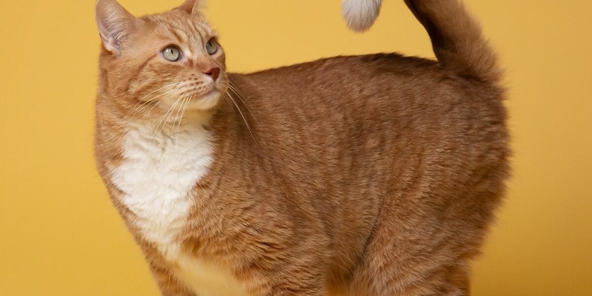 Egyptian Mau Cat