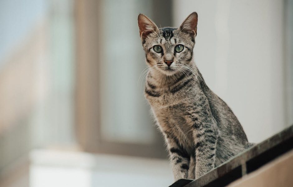 Close-up of an Egyptian Mau cat with striking green eyes against a blurred backdrop.