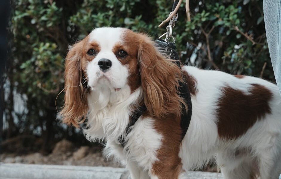 Adorable Cavalier King Charles Spaniel on leash standing outdoors amid greenery.
