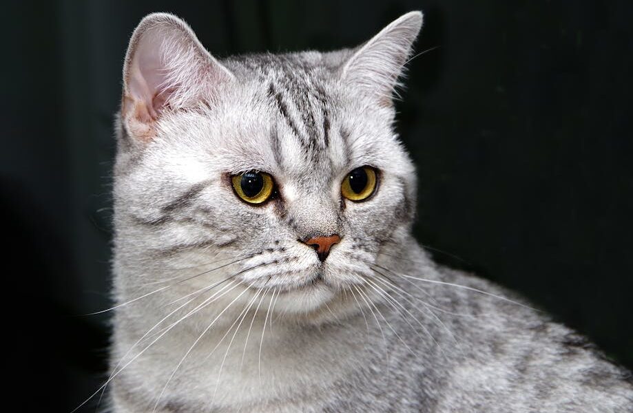 Close-up shot of a British Shorthair cat with striking yellow eyes and gray fur, perfect for pet lovers.