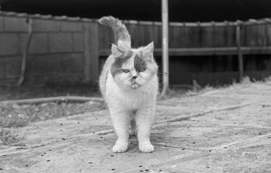 Black and white photo of a Persian cat walking on a stone path outdoors, showcasing its unique fur pattern.