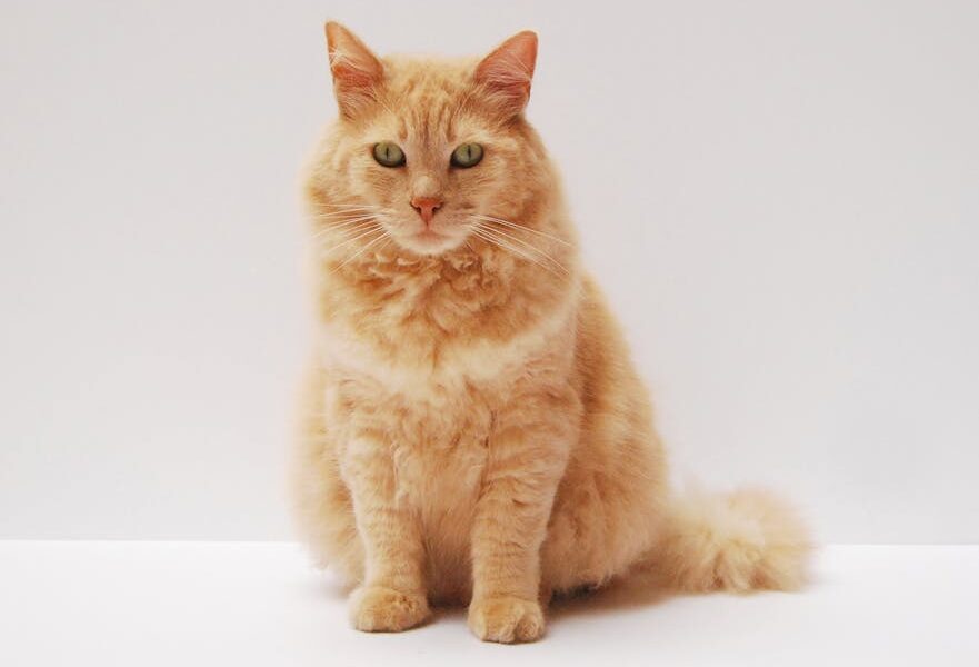 Feline Idiopathic Cystitis (FIC): The Stress-Related Bladder Disease