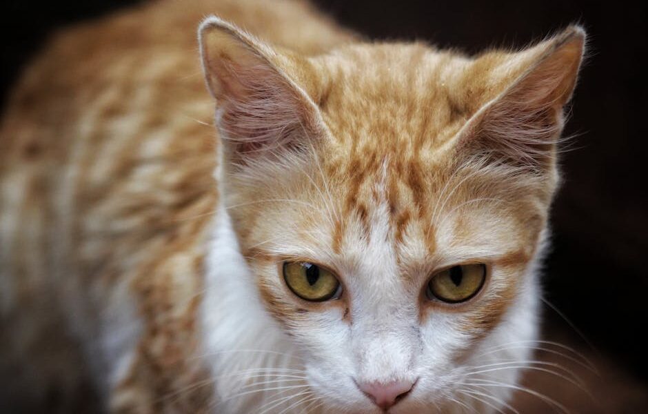 Feline Panleukopenia (Distemper): A Deadly but Preventable Virus