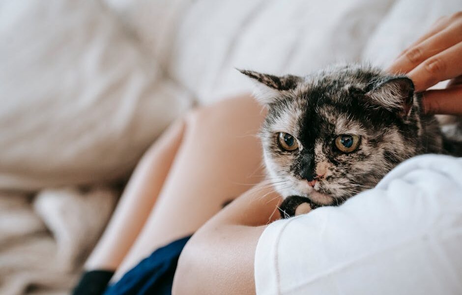First-Time Cat Owner Guide: Everything You Need to Know