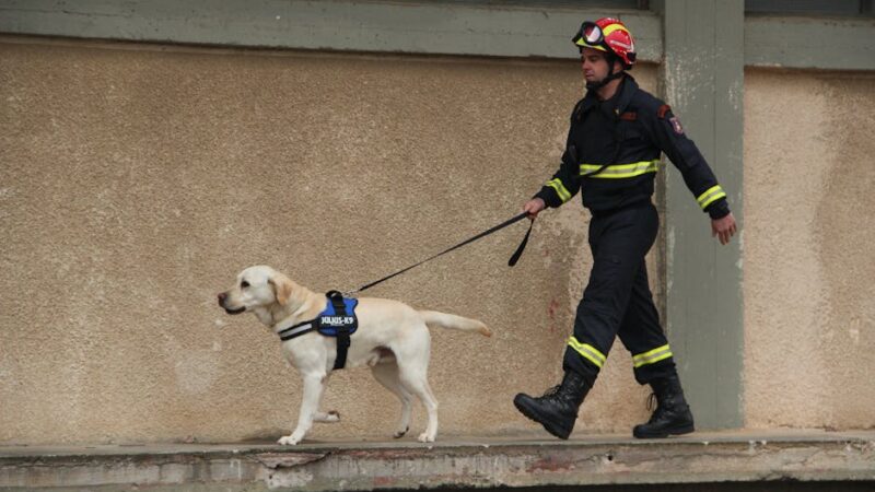 Firefighter with a Labrador rescue dog on a leash walking along a building wall in Eleusis, Greece.