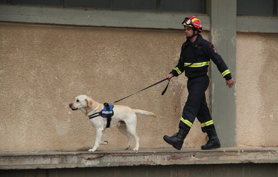 Firefighter with a Labrador rescue dog on a leash walking along a building wall in Eleusis, Greece.