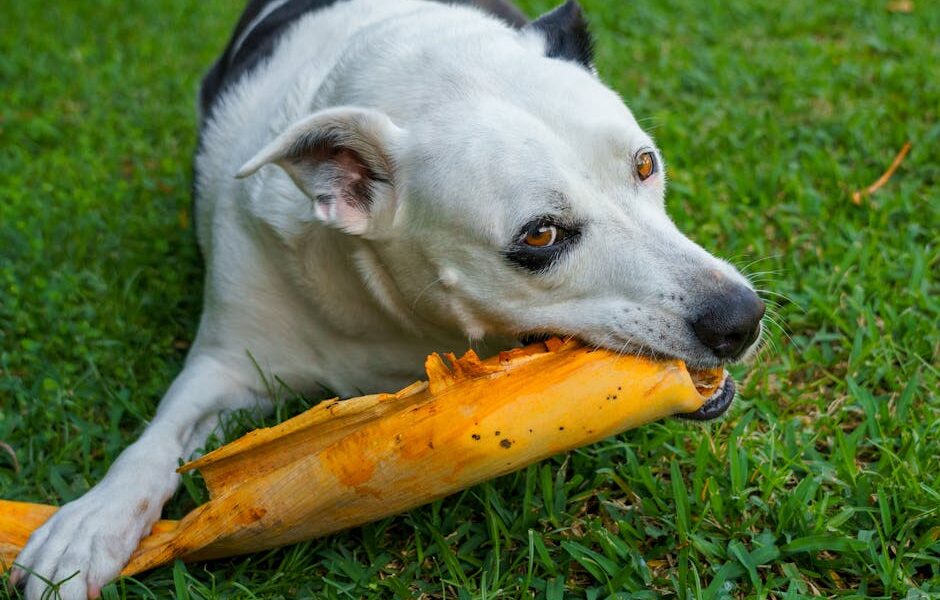 Foods That Are Toxic to Dogs: Complete Poison List & Emergency Guide