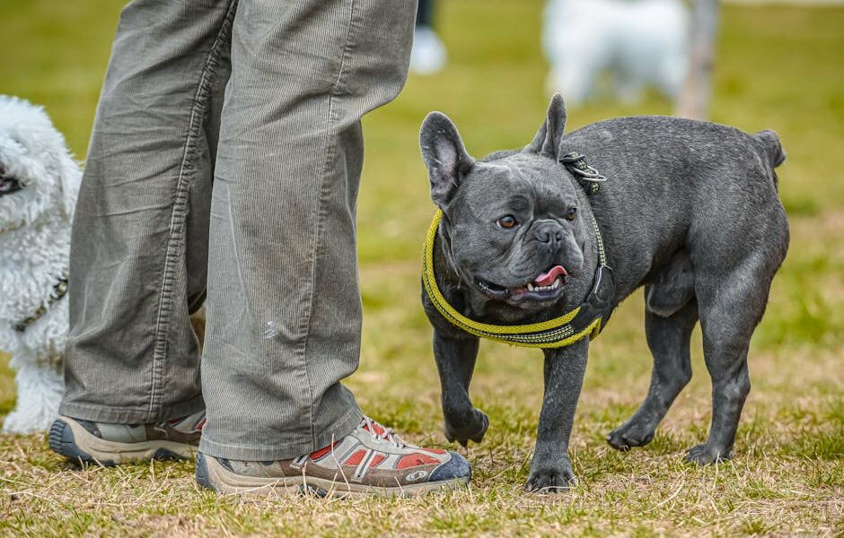 French Bulldog: Breed Profile & Adoption Guide