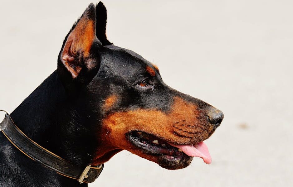 Side view close-up of a Doberman dog with tongue out, wearing a collar, outdoors.