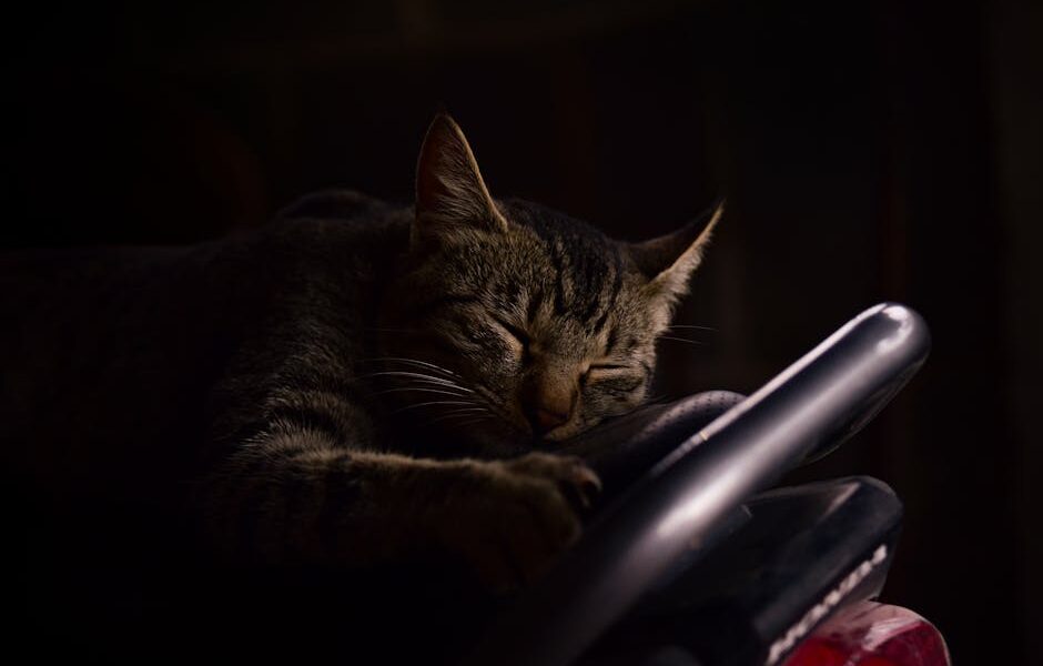 How to Get Your Cat to Sleep at Night: Tips for a Peaceful Home