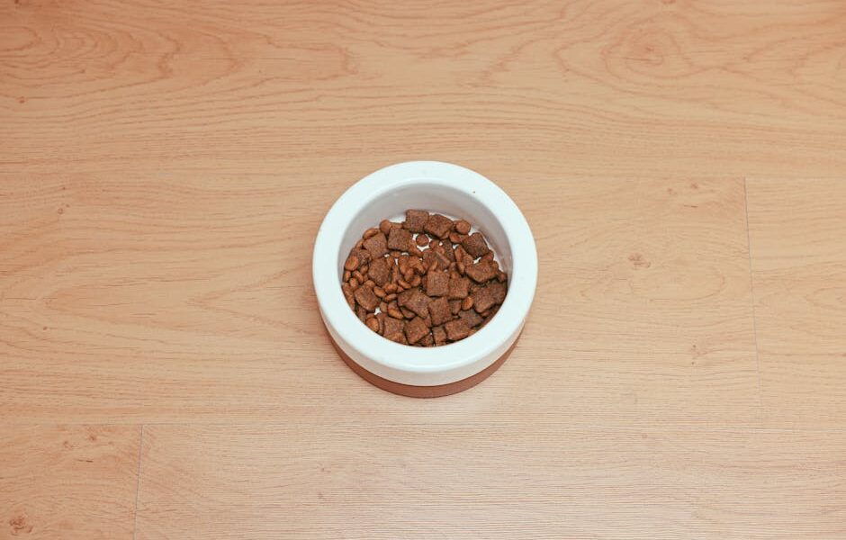 An overhead shot of dog food in a white bowl placed on a wooden floor, offering ample copy space.