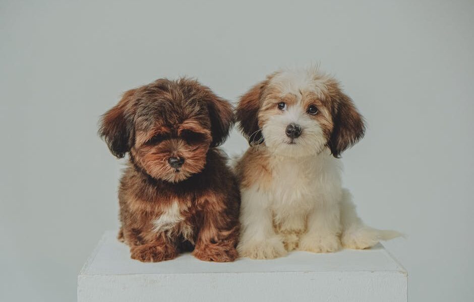 Two cute Havanese puppies sitting on a white block, showcasing their adorable fluffy fur.