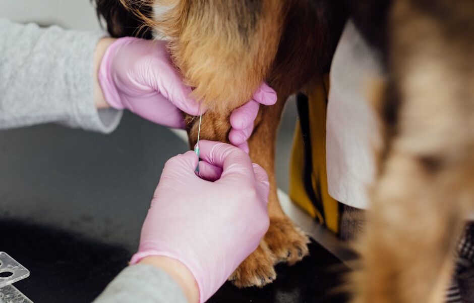 Heartworm Treatment for Dogs: The Slow Kill vs Fast Kill Process